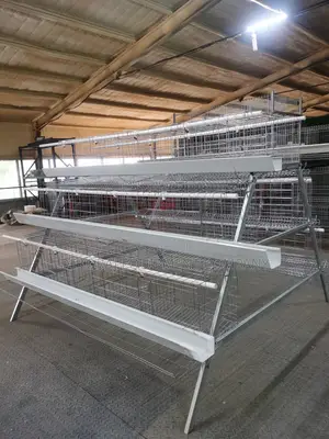 Cheap Year 2024 High Quality Foreign 96 Cage With 20years +
