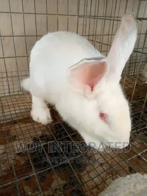 Good Quality Rabbits