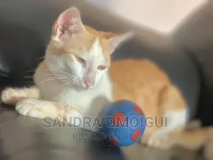 1-3 months Female Purebred American Shorthair