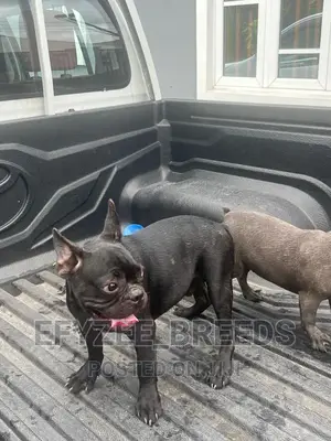 3-6 months Female Purebred French Bulldog
