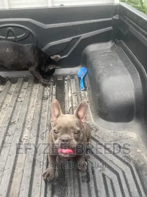 3-6 months Female Purebred French Bulldog