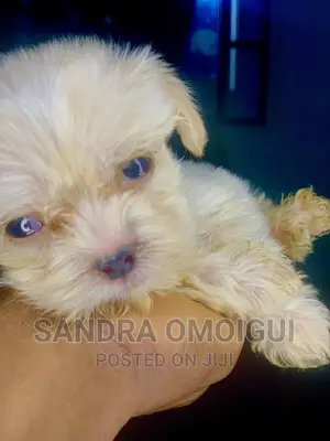 1-3 months Male Purebred Lhasa Apso