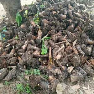 Hybrid African Giant Plantain Suckers