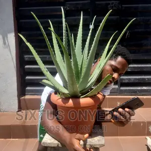 Aloe Vera Plant, Pot Compost