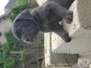 1-3 months Male Purebred Cane Corso