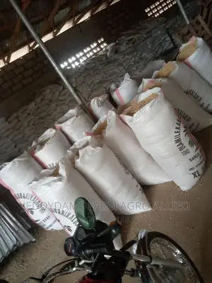 Maize Production