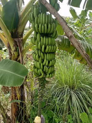 Dwarf Hybrid Banana Suckers (Fia Variety)