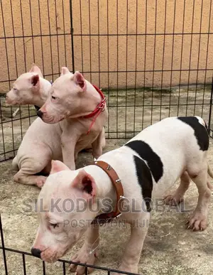 1-3 months Female Purebred American Pit Bull Terrier