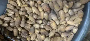 Date ( Dabino ) Ajwa ( Black Date ), Sukari, Mali, Digila.