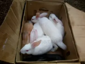Exotic Rabbit Breeds Weaners