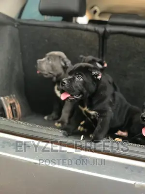 1-3 months Male Purebred Cane Corso