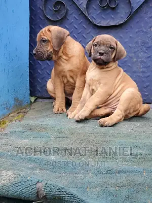 1-3 months Male Purebred Boerboel