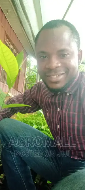 Ogbono Seedling