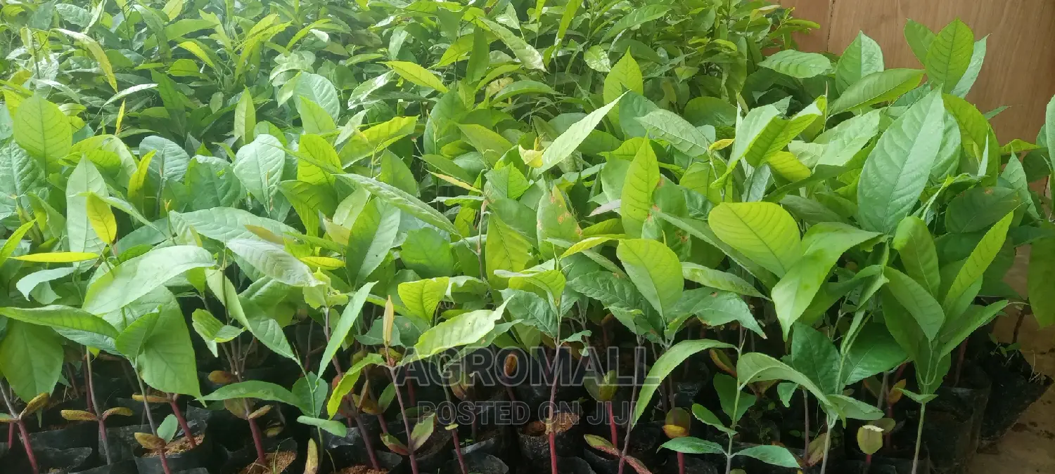 Ogbono Seedling