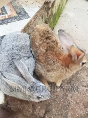 American Chinchilla Breed