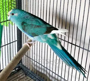 Beautiful Kakariki