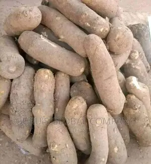 Tubbers of Yam Iyo Available for Sale