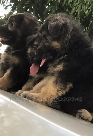 1-3 months Female Purebred German Shepherd