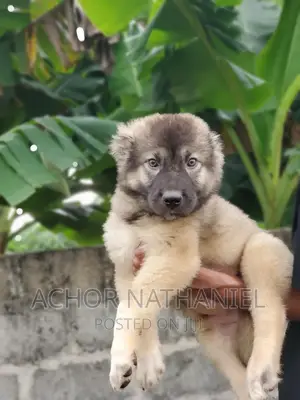 1-3 months Male Purebred Caucasian Shepherd