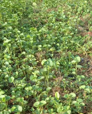 Well Located Land For Selling Now At Ajah