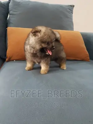 1-3 months Male Purebred Pomeranian