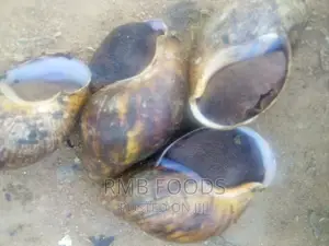 Jumbo Snails