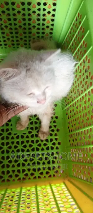 6-12 months Male Purebred Turkish Angora