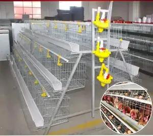 120 Layer Chicken Imported Cage For 2024