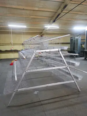 96 Birds 20 Years Galvanized Imported Q235 Cage