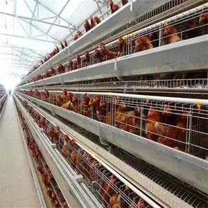 160 Layers H Type Imported Fully Automated Cage With Remote
