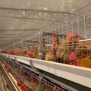 96 Chicken Imported Cage20year Lifespanfor Poultry Farmers