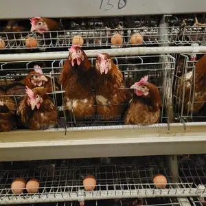 120 Birds Commercial Imported Cage for Poultry Farmers