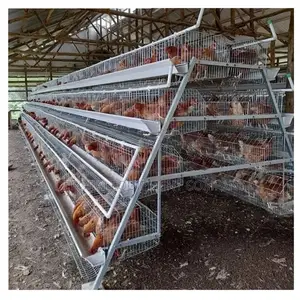 Quality Within Reach: Imported 160 Layers Cage for Farmers