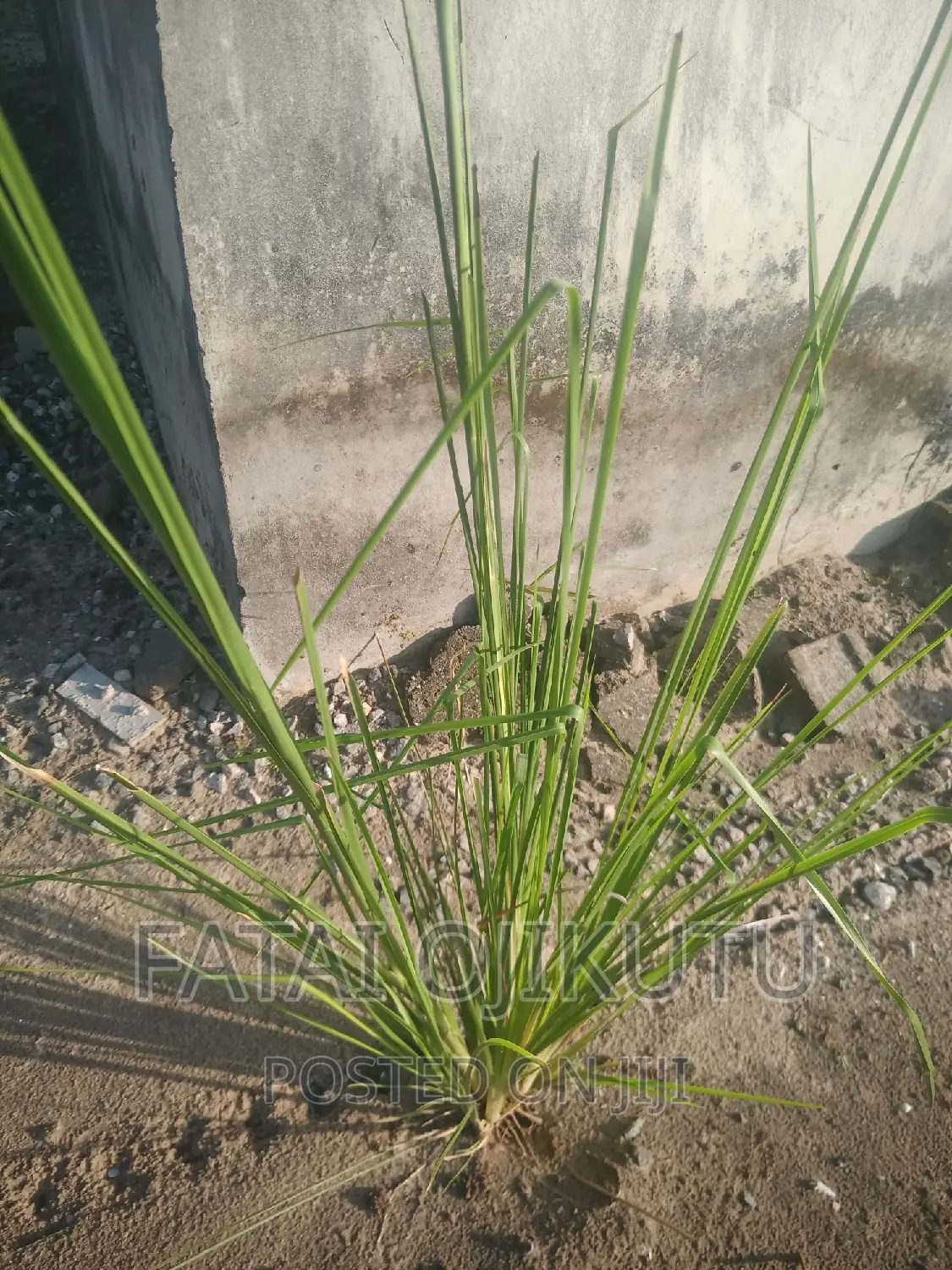 Anti Termites Grass