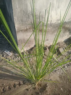 Anti Termites Grass