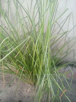 Anti Termites Grass