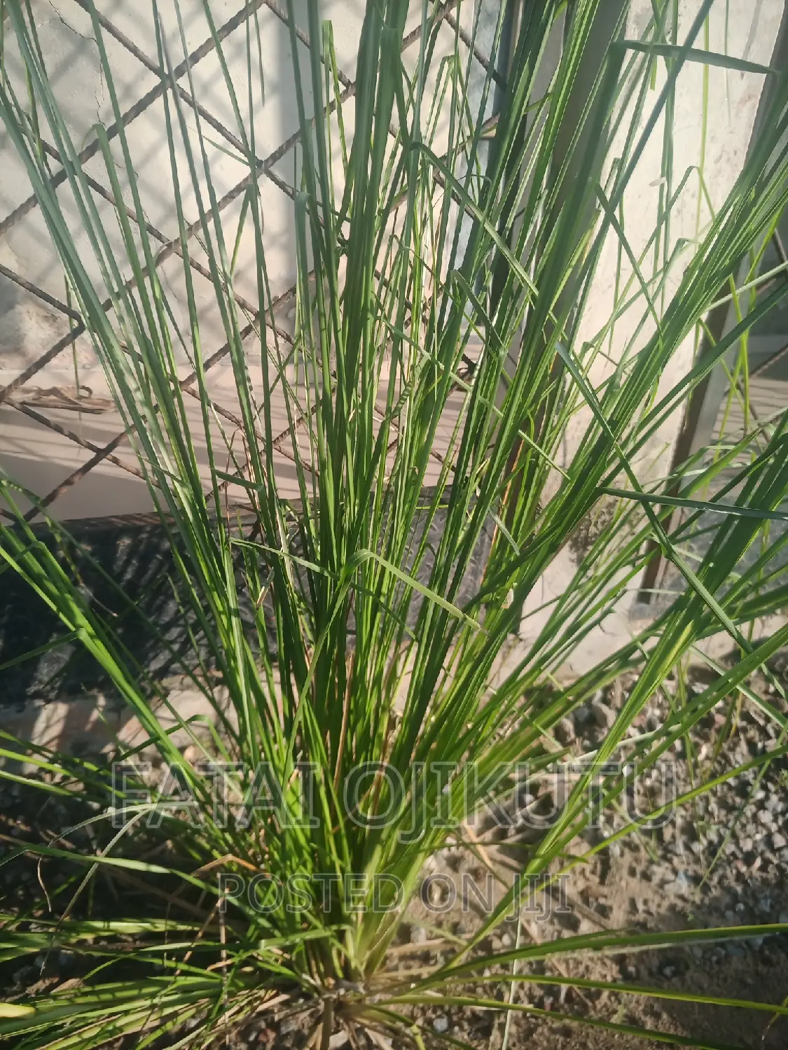Anti Termites Grass
