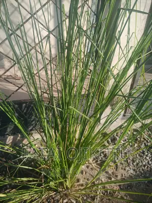 Anti Termites Grass