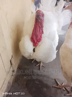 Àdult Turkey