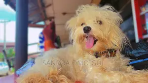 1+ year Male Purebred Lhasa Apso