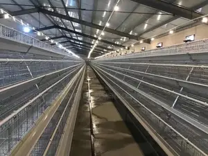 20yearsdiscover 96-Bird Super Imported Cages for Maximum ROI