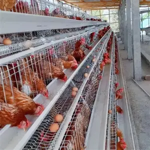 Thrive in Farming: 160-Bird Durable Imported Cages