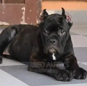1-3 months Female Purebred Cane Corso