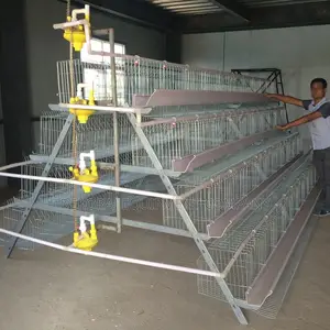 Budget Friendly 160 Birds Imported High Galvanized Cage