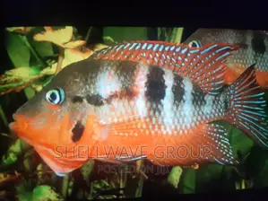 Fire Mouth Aquarium Fish