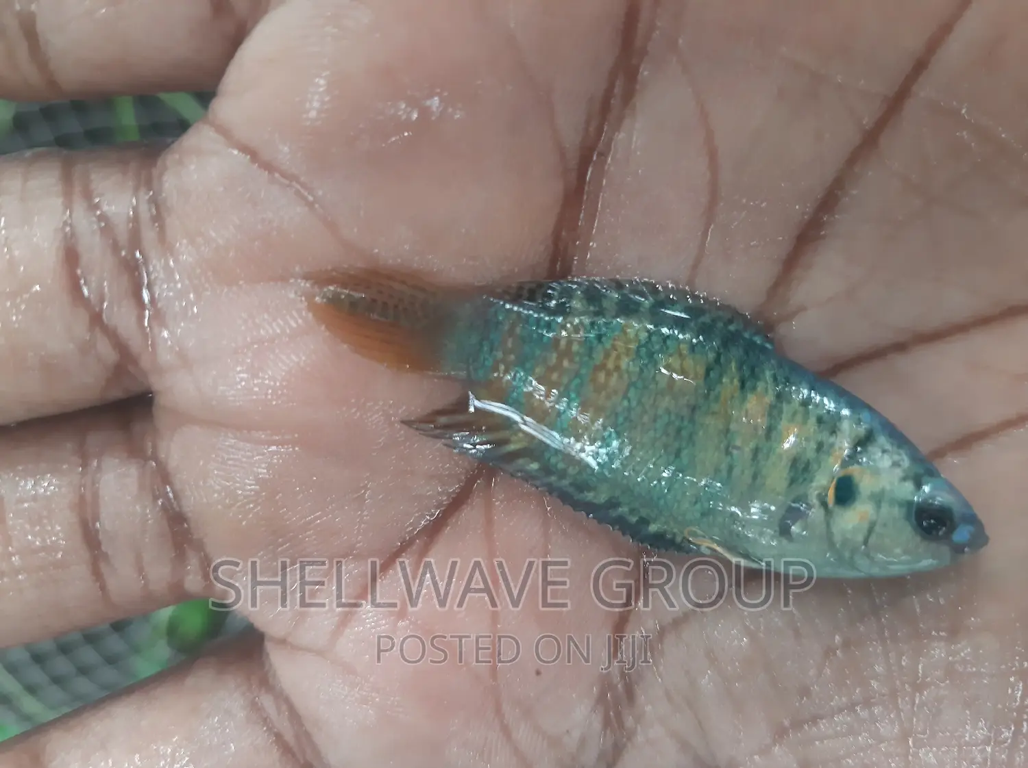 Paradise Fish