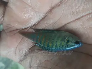 Paradise Fish