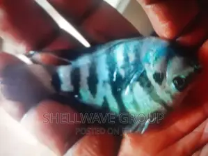 Polar Blue Parrot