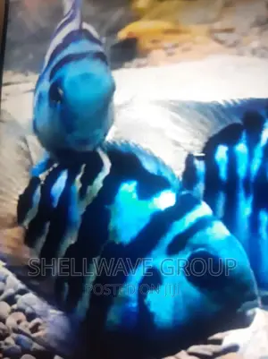 Polar Blue Parrot