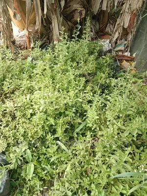Stevia Seedling (Sugar Leaf)